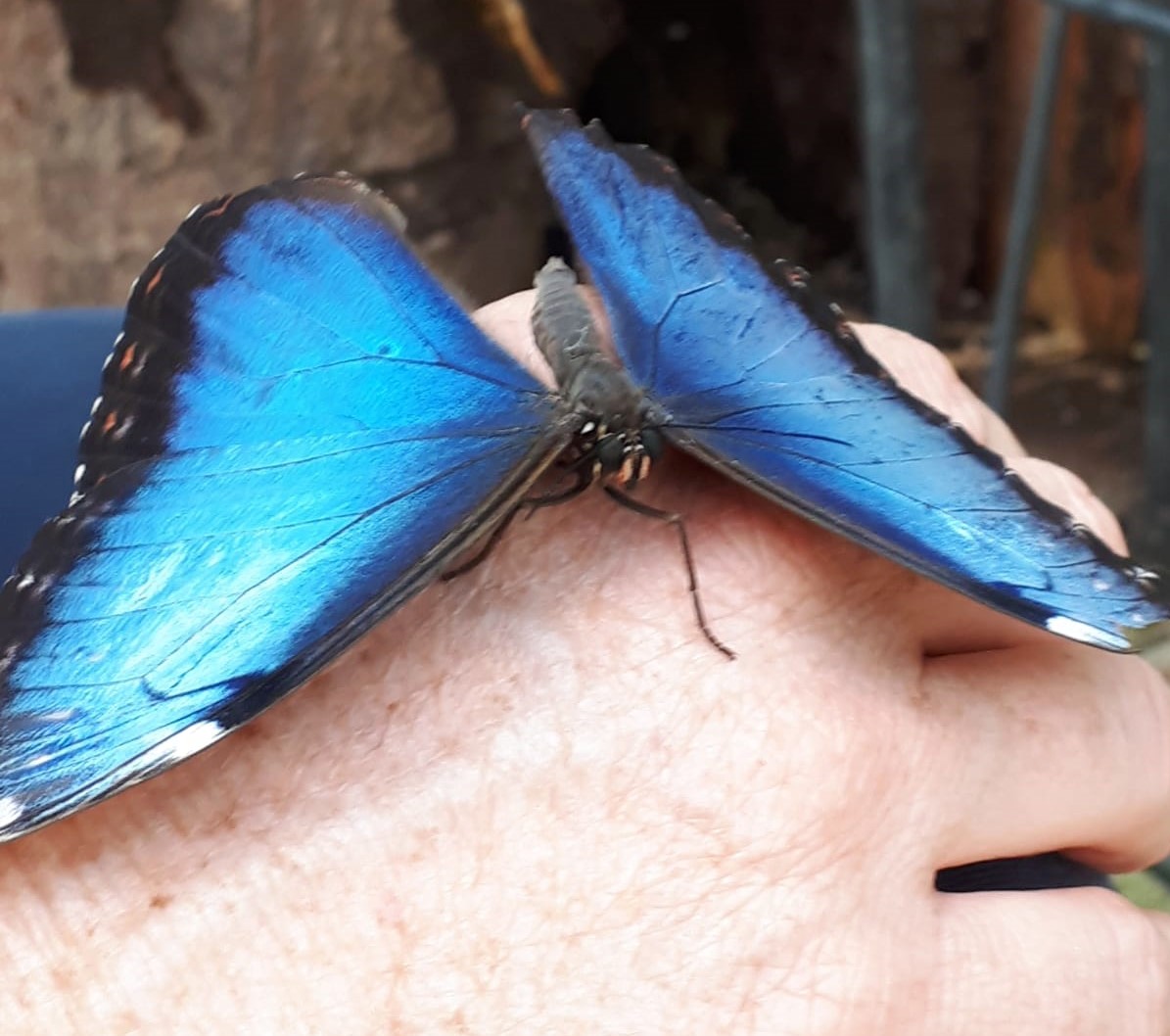 Schmetterling Transformation Massage Zürich